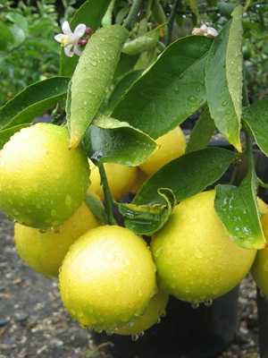 Lemon: features, care and reproduction
