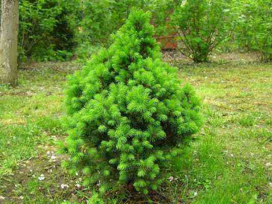 7 decorative fir trees that can be planted at their summer cottage