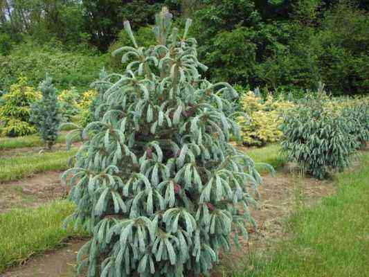 7 decorative fir trees that can be planted at their summer cottage