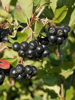 Chokeberry (chokeberry): description, care and cultivation