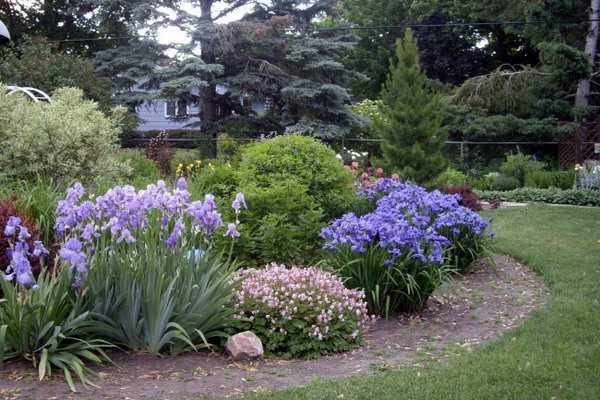 Irises in garden landscaping