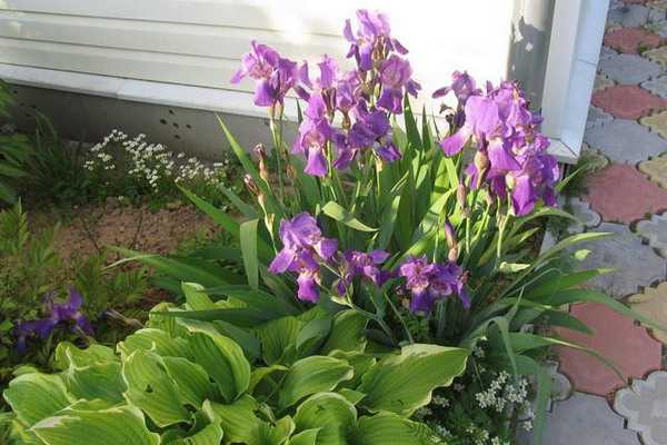 Irises in garden landscaping