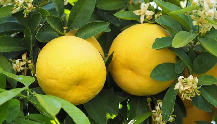Grapefruit: what it looks like and how to grow it at home