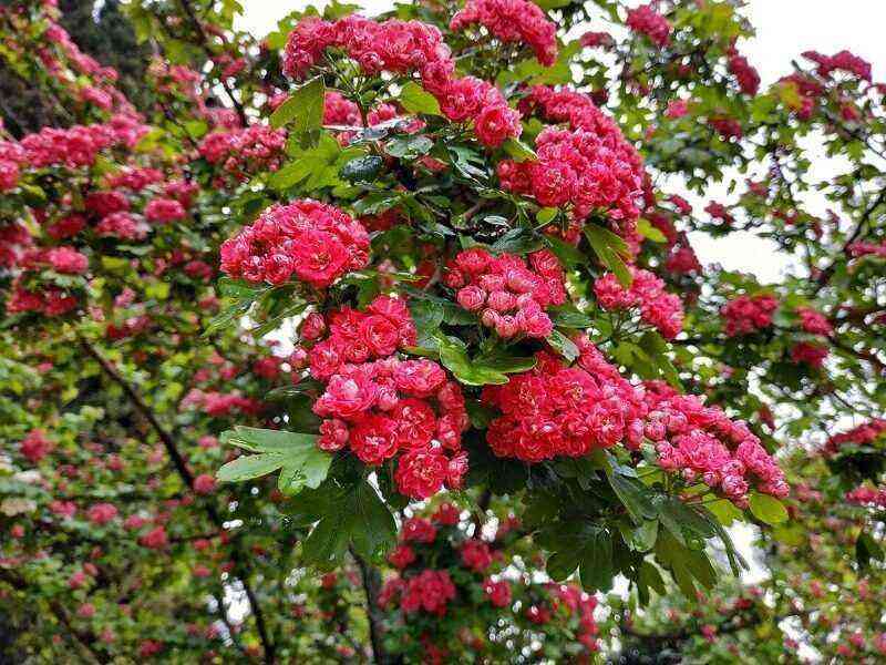 Hawthorn varieties that are suitable as a hedge