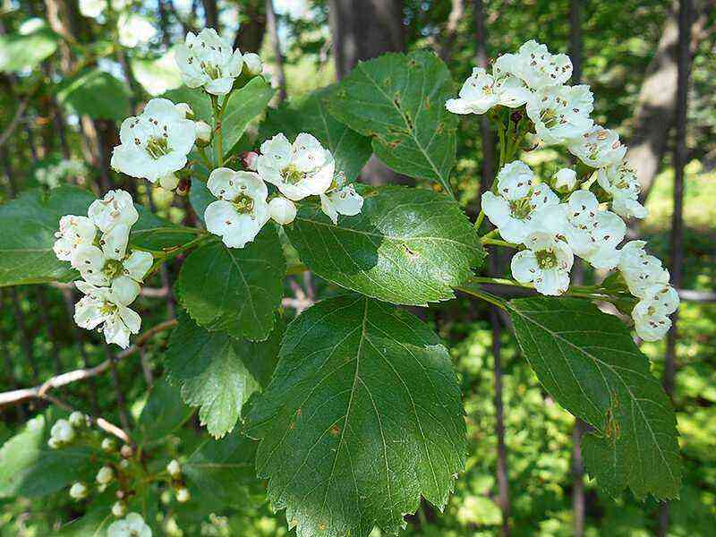 Hawthorn varieties that are suitable as a hedge