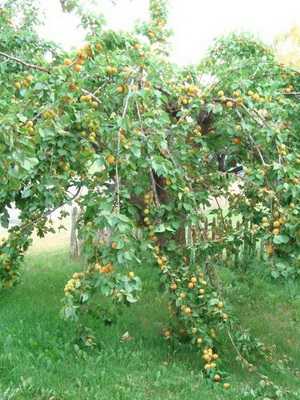 The best varieties of apricots of different ripening periods