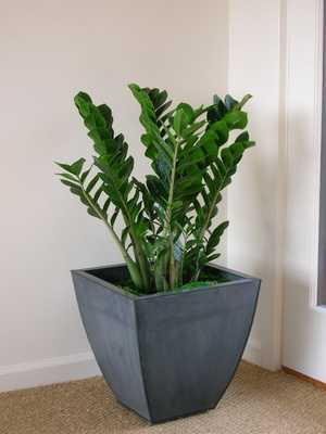 Zamioculcas: what it looks like and how to grow