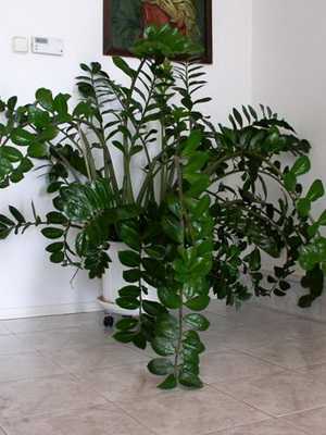 Zamioculcas: what it looks like and how to grow