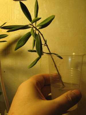 Olive tree: description and home care
