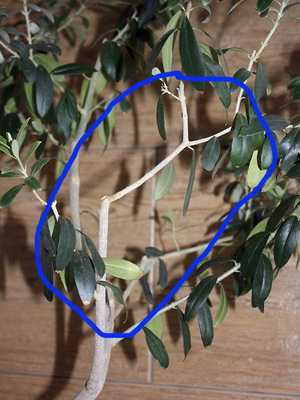 Olive tree: description and home care