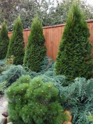 What trees and shrubs to plant in the garden