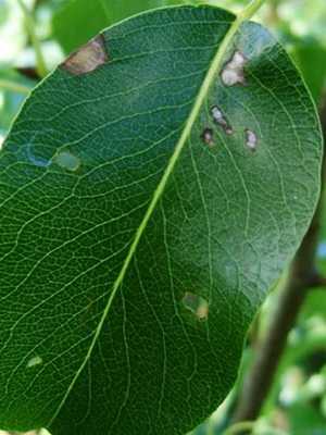 Diseases and pests of fruit trees: description and methods of control