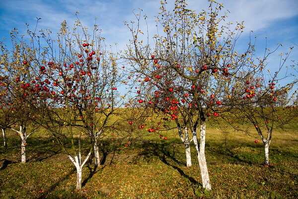 Diseases and pests of fruit trees: description and methods of control