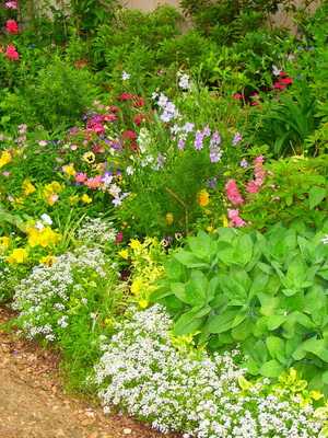 Create DIY mixborders with plant names