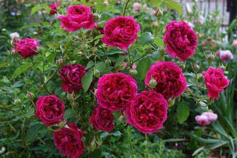 Variedades de rosas inglesas con fuerte resistencia al oídio y a la mancha negra
