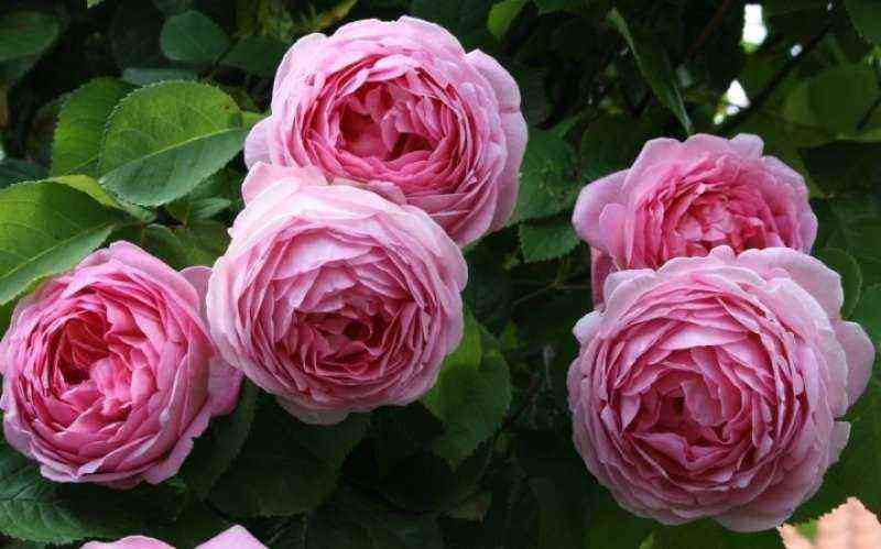 English rose varieties with strong resistance to powdery mildew and black spot