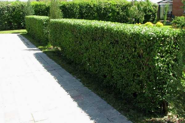 What plants can you make a hedge with your own hands?