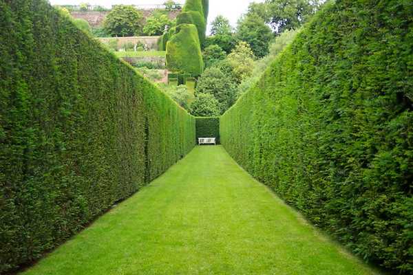 What plants can you make a hedge with your own hands?