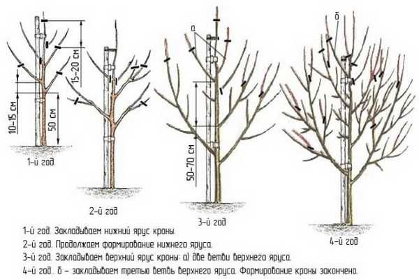 Correct pruning of pear and apricot