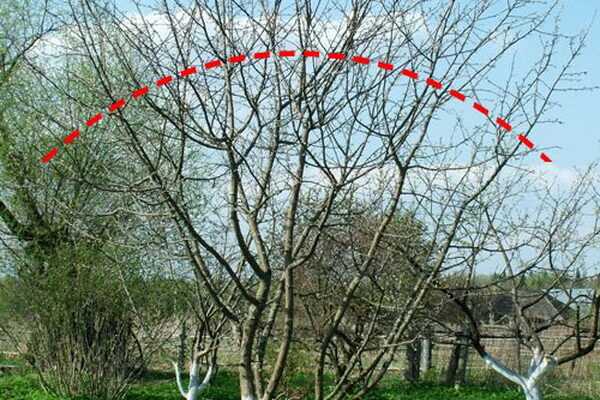 Types of pruning fruit trees