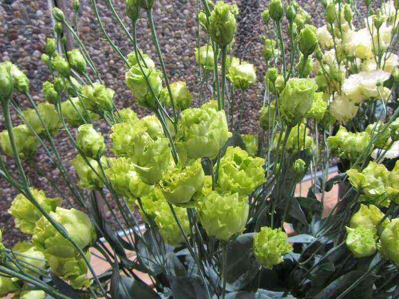 Zarte Schönheit: 7 Sorten irischer Rosen, die sowohl im Garten als auch auf dem Balkon angebaut werden können