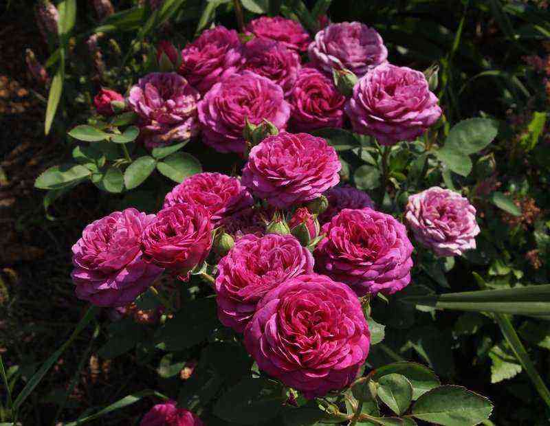 Zarte Schönheit: 7 Sorten irischer Rosen, die sowohl im Garten als auch auf dem Balkon angebaut werden können