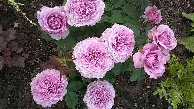Delicate beauty: 7 varieties of Irish roses that can be grown both in the garden and on the balcony