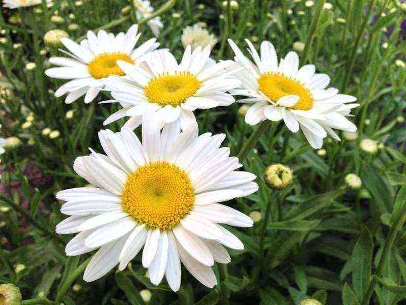 5 daisy-like flowers that bloom all summer long