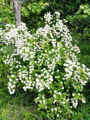 Spirea: what a plant looks like and how to grow it