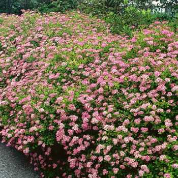 Spirea: what a plant looks like and how to grow it