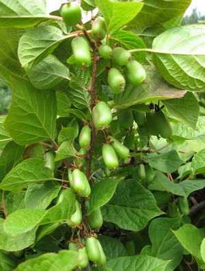 Actinidia berry (Actinidia): description, photo and secrets of cultivation