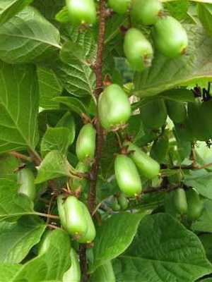 Actinidia berry (Actinidia): description, photo and secrets of cultivation