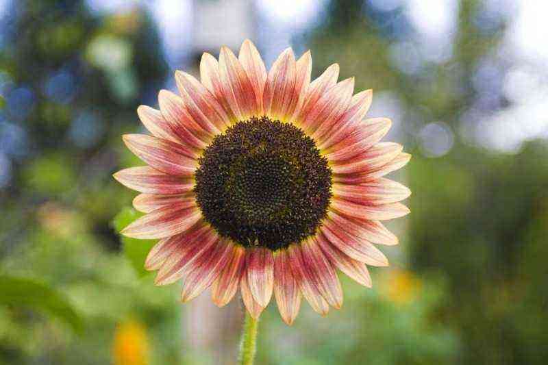 الشمس الشخصية: 6 أنواع من عباد الشمس المزخرف الذي سينمو في أي حديقة