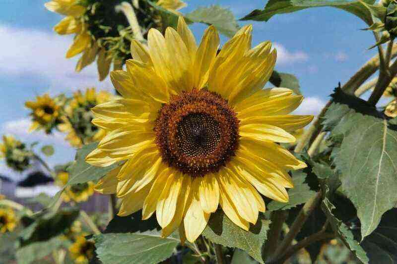 Sol pessoal: 6 variedades de girassol decorativo que crescerão em qualquer jardim