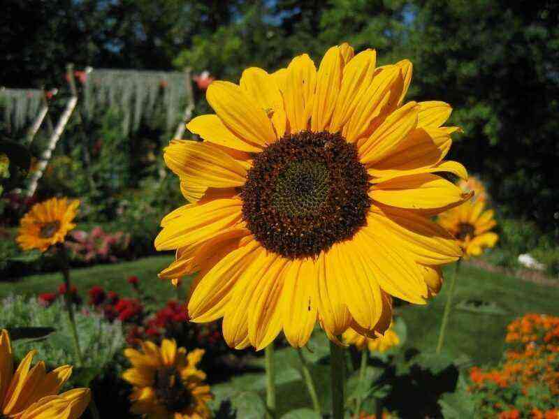 Personal sun: 6 varieties of decorative sunflower that will grow in any garden