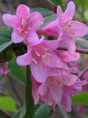 Weigela ornamental shrub: species and varieties