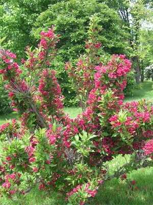 Weigela ornamental shrub: species and varieties