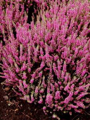 Decorative heather: care and cultivation, the best varieties