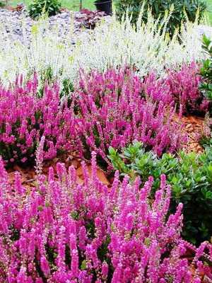 Decorative heather: care and cultivation, the best varieties