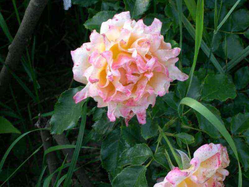 7 delicadas rosas de pêssego e damasco que você pode plantar em seu terreno
