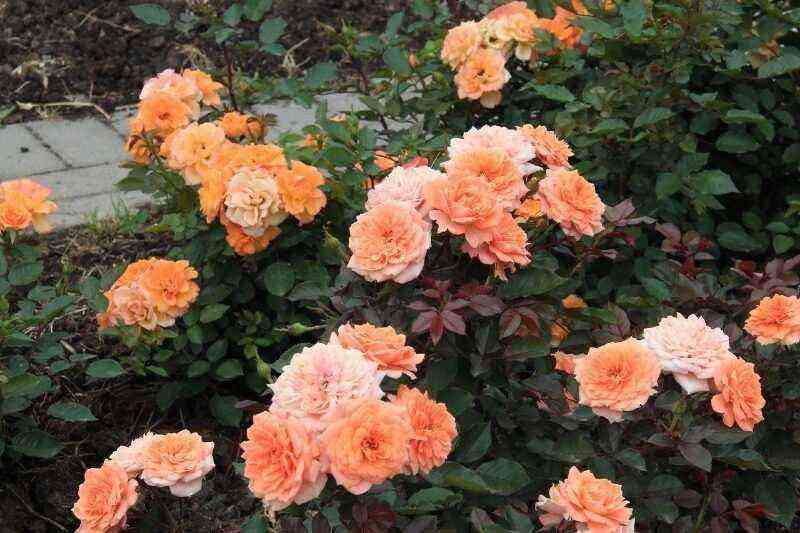 7 delicate peach and apricot roses that you can plant on your site
