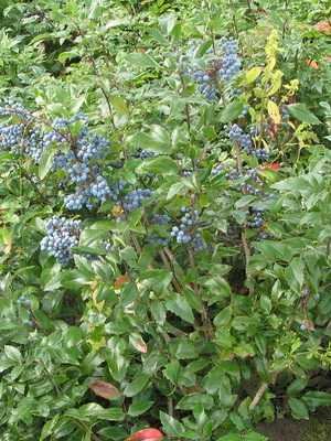 Evergreen shrub Mahonia: description, planting and care