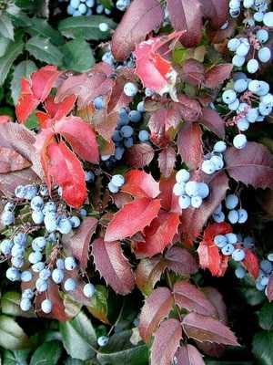Evergreen shrub Mahonia: description, planting and care