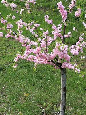 Ornamental almonds: species and varieties, shrub cultivation