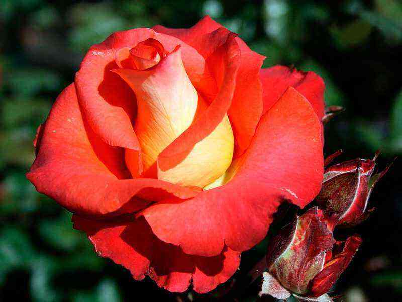 Los vecinos envidian: 7 variedades de rosas bicolor que pueden transformar cualquier jardín