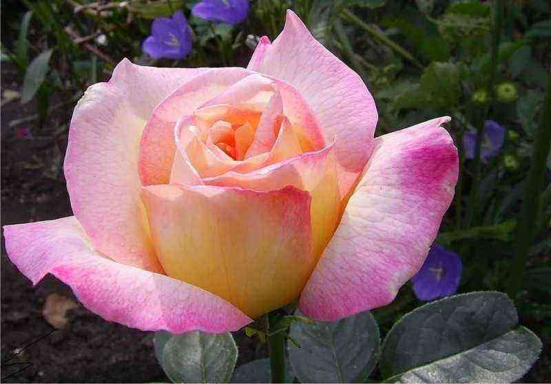 Los vecinos envidian: 7 variedades de rosas bicolor que pueden transformar cualquier jardín