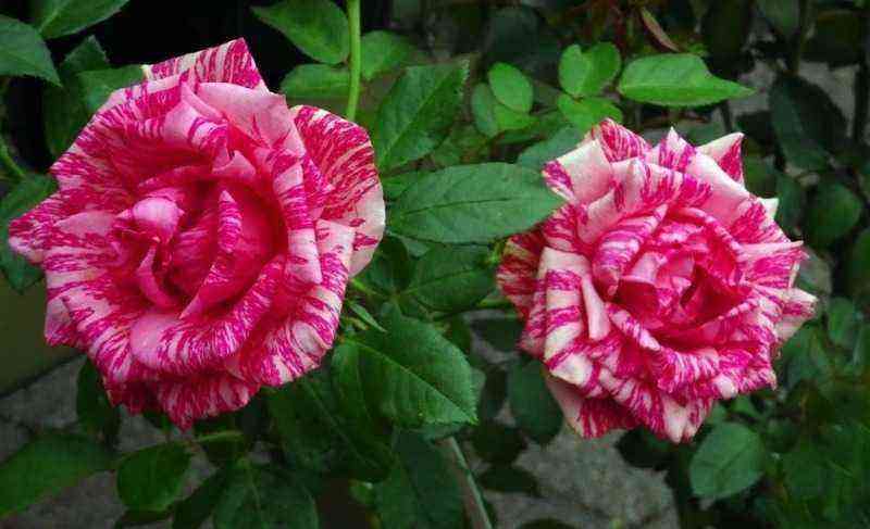 Nachbarn beneiden: 7 Sorten zweifarbiger Rosen, die jeden Garten verwandeln können