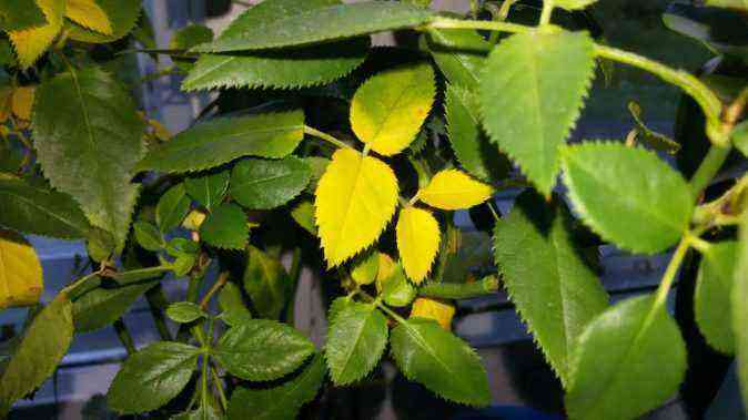 Yellowed rose leaves
