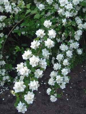 Chubushnik (garden jasmine): types, planting and care
