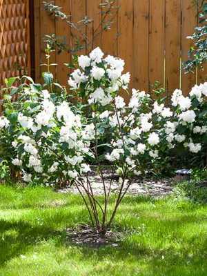 Chubushnik (garden jasmine): types, planting and care